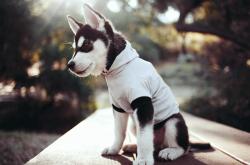 爱游戏官方入口-金玟哉化身进攻奇兵！拜仁对阵曼城，韩国铁卫的无人可挡之夜