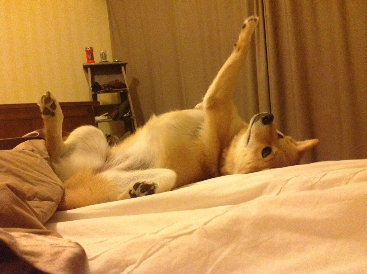 从童话王国到现实战场，哈弗茨关键一击，丹麦淘汰塞内加尔的战术启示